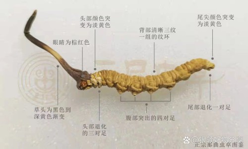 x线跟ct区别网- x线和ct哪个更清晰知识,分享X线和CT哪个更准